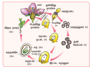 12th bio botany additional 5 marks