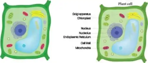 2. Identify any four parts of the Plant cell.