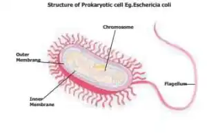 Draw a neat labelled diagram of a prokaryotic cell.